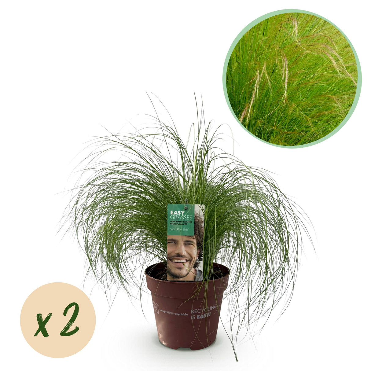 Siergrassen - Stipa tenuifolia Pony Tails - Groen - 2 Planten - Bladhoudend - Weinig Onderhoud - Pot 17cm Hoogte 50cm