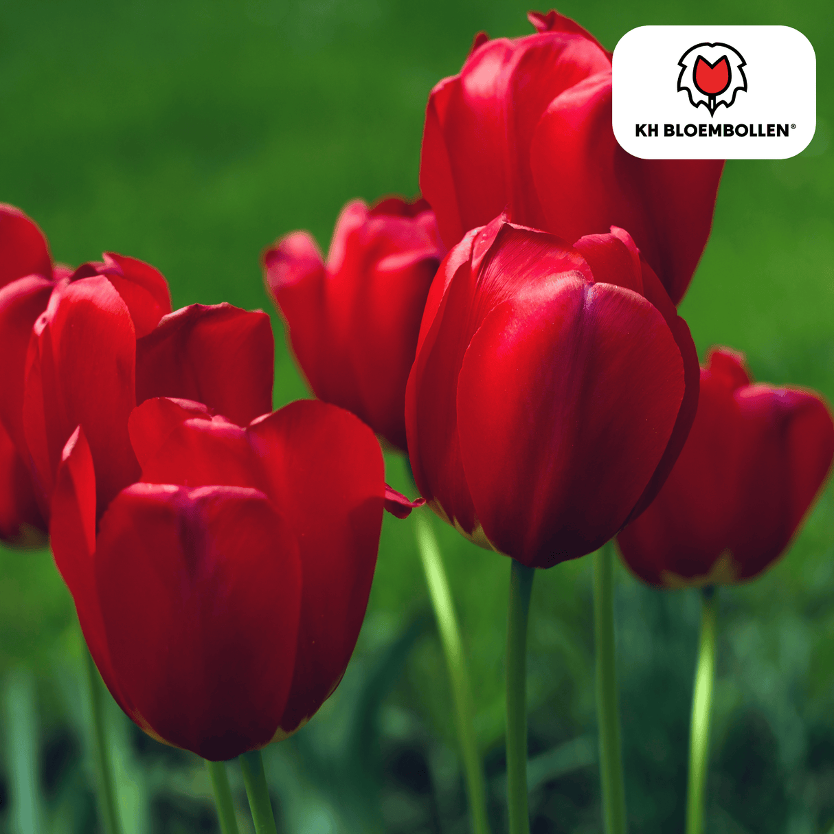 Bulbes de tulipes Seadov – 20 pièces | KH Bloembollen® | Tulipe rouge foncé – Puissante, Classique & Intemporelle – Pour jardin ou pot – Taille 11/12 – Frais du producteur