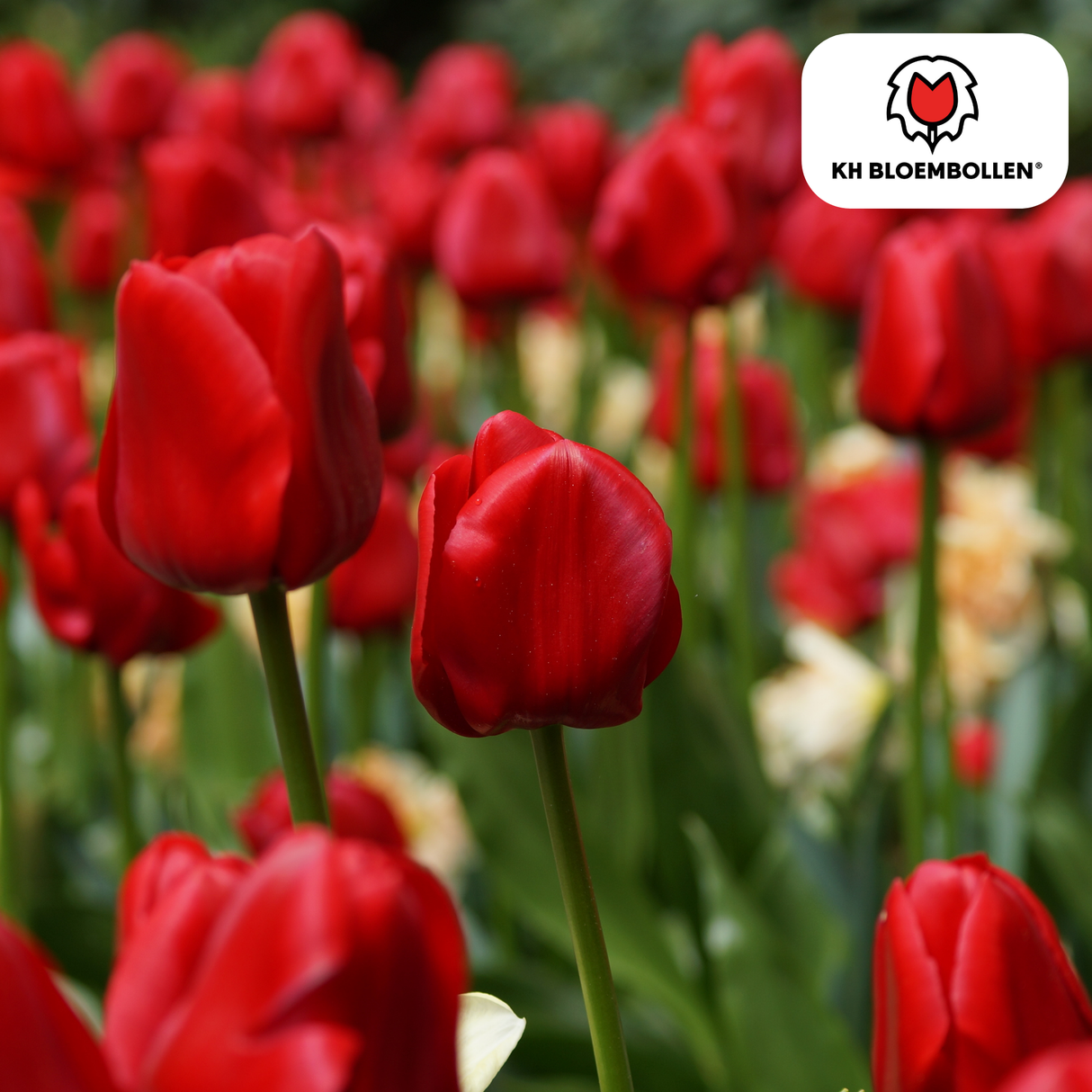 Tulpenbollen Ile de France – 20 Stuks | KH Bloembollen® | Dieprode Tulp – Klassiek, Krachtig & Elegant – Voor Tuin of Pot – Maat 11/12 – Vers van de Teler