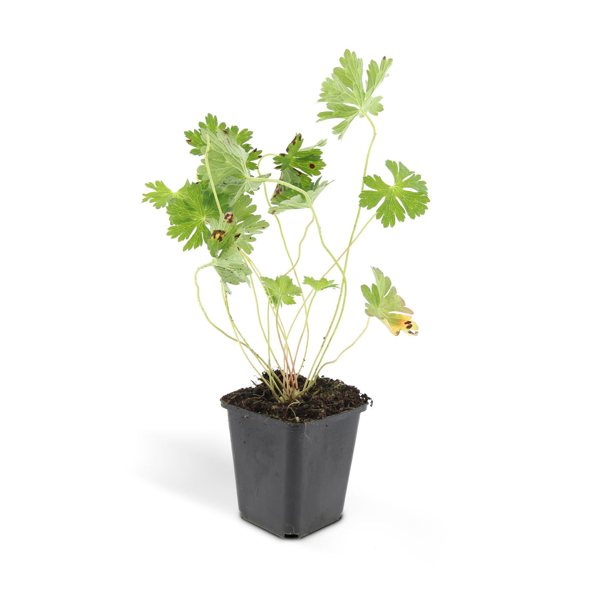 24x Geranium Rozanne - ↕10-25cm - Ø9cm