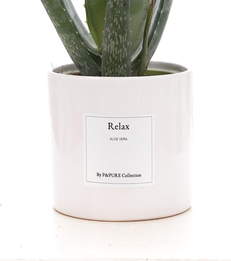 Aloe Vera Gift "Relax" WITH GREETING CARD! - Ø12cm - ↕40cm