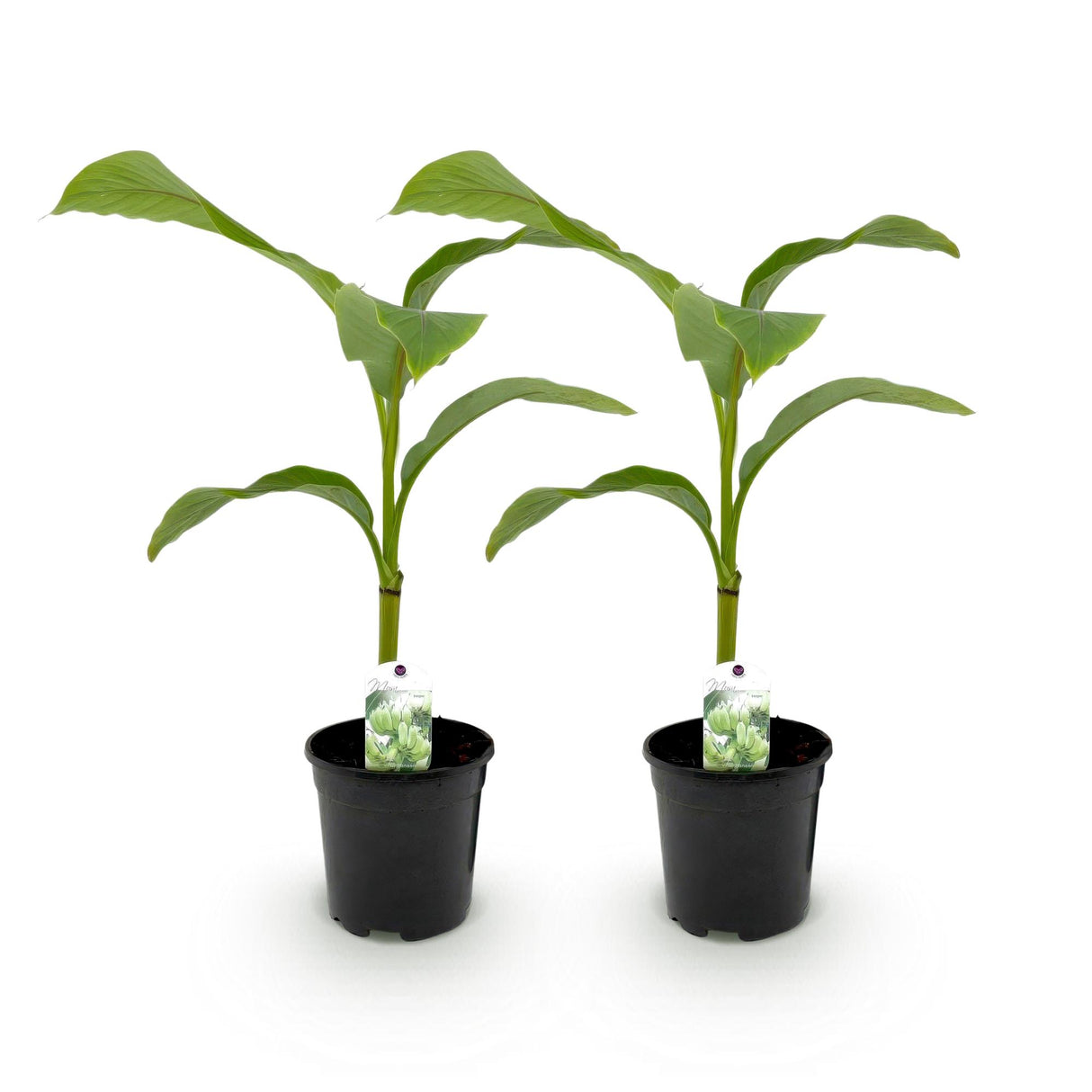 Green boutiQ - Fruitplant - Bananen plant - Musa Basjoo - Winterhard - 2 planten - Pot 17cm Hoogte 40cm