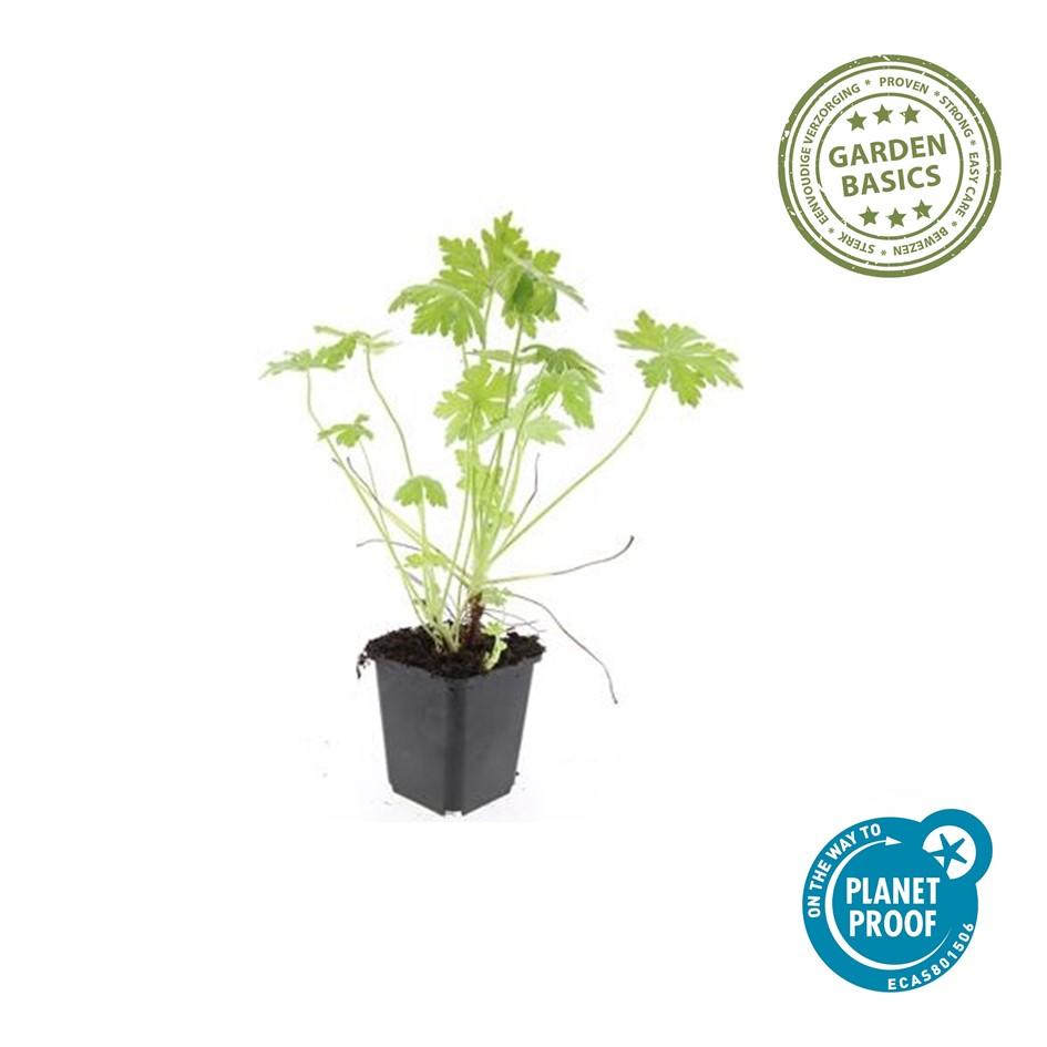 24x Geranium macrorrhizum - ↕10-25cm - Ø9cm