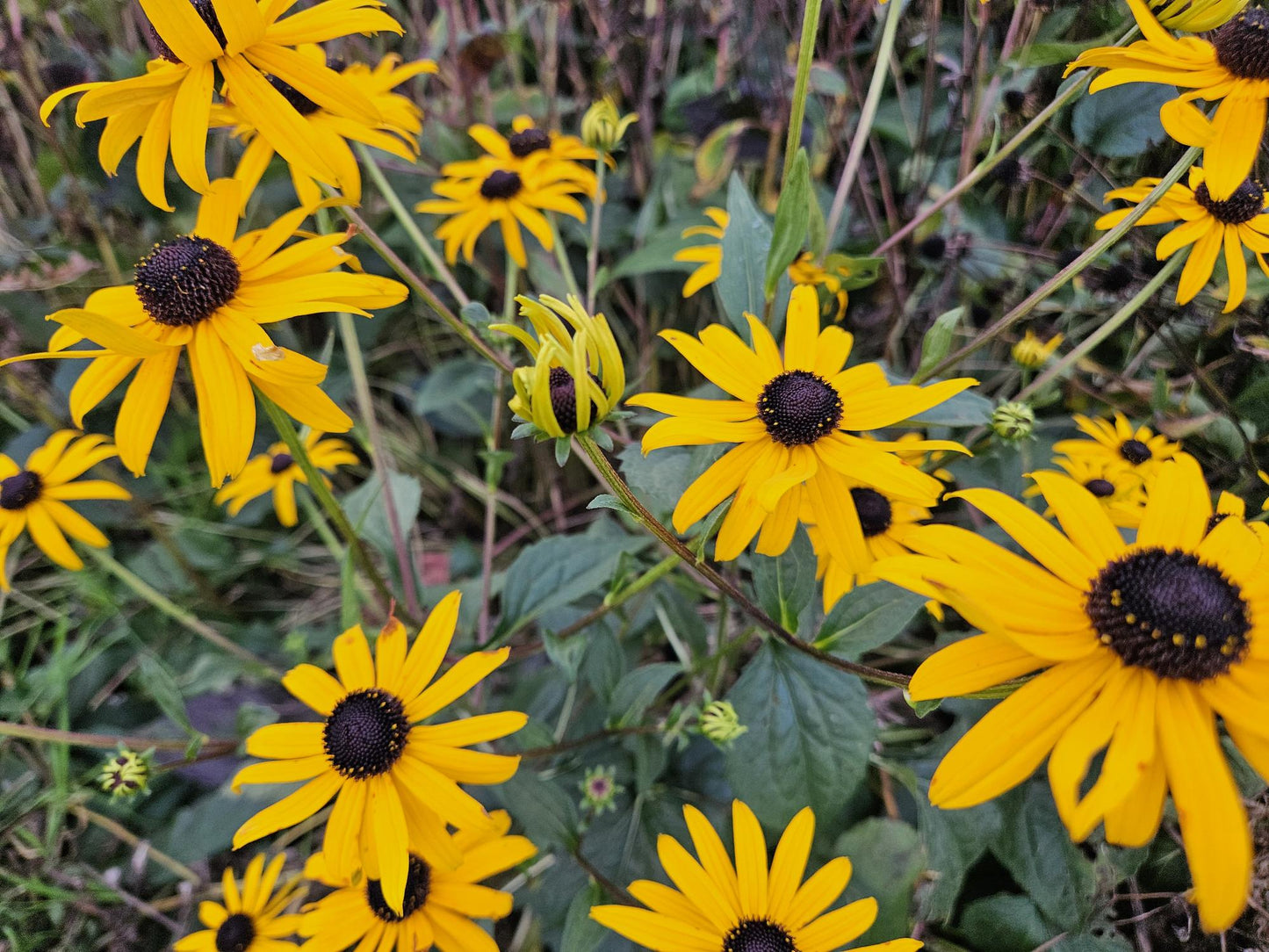 48x Zonnehoed / Rudbeckia fulgida 'Goldsturm' – ↕10cm – ⌀9 cm