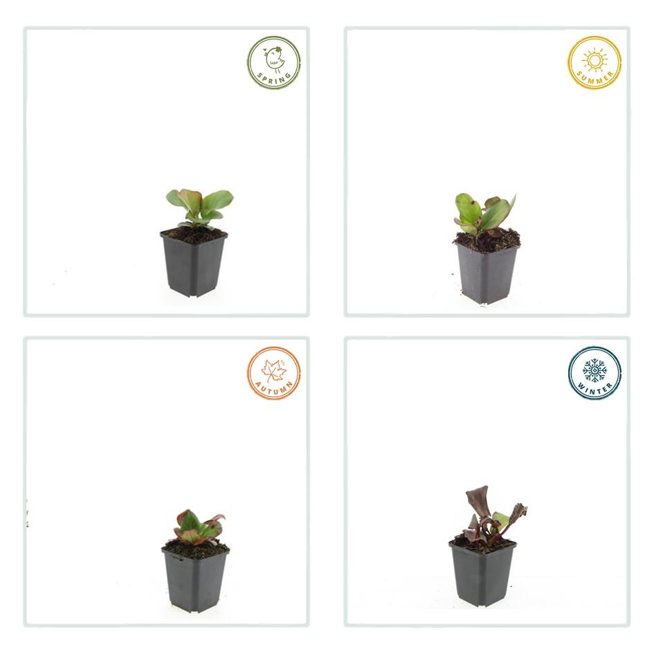 20x Bergenia cordifolia 'Herbstblüte' - ↕10-25cm - Ø9cm