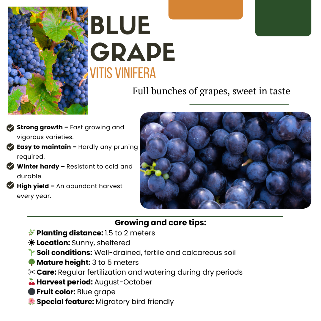 6 x Biologische Druivenplanten - Ø 13 cm - ↨ 20 cm