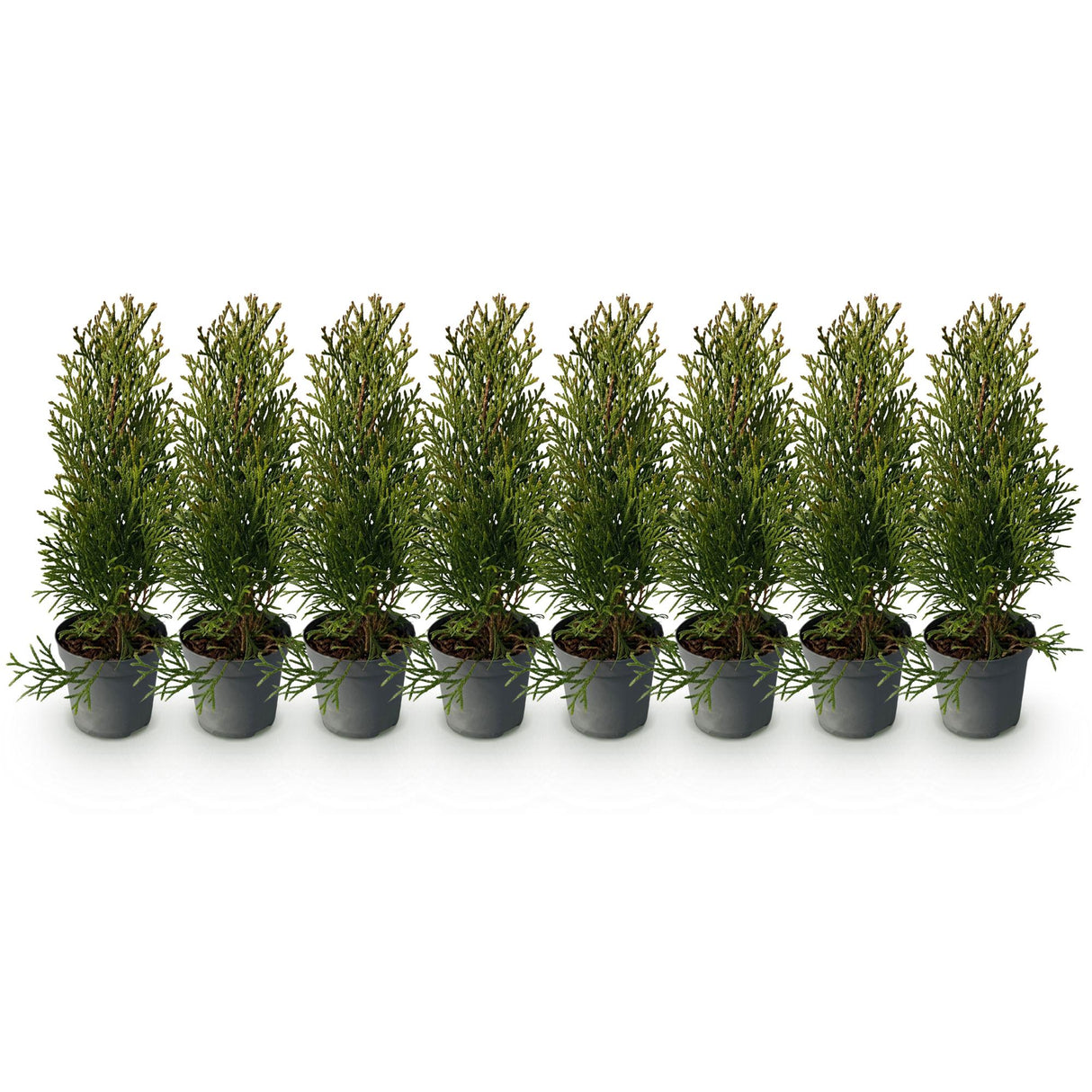 Green boutiQ - Haagplanten - Thuja occidentalis Smaragd - blad groen - 8 planten - 1 strekkende meter - groenblijvend - pot 9cm hoogte 30-35cm