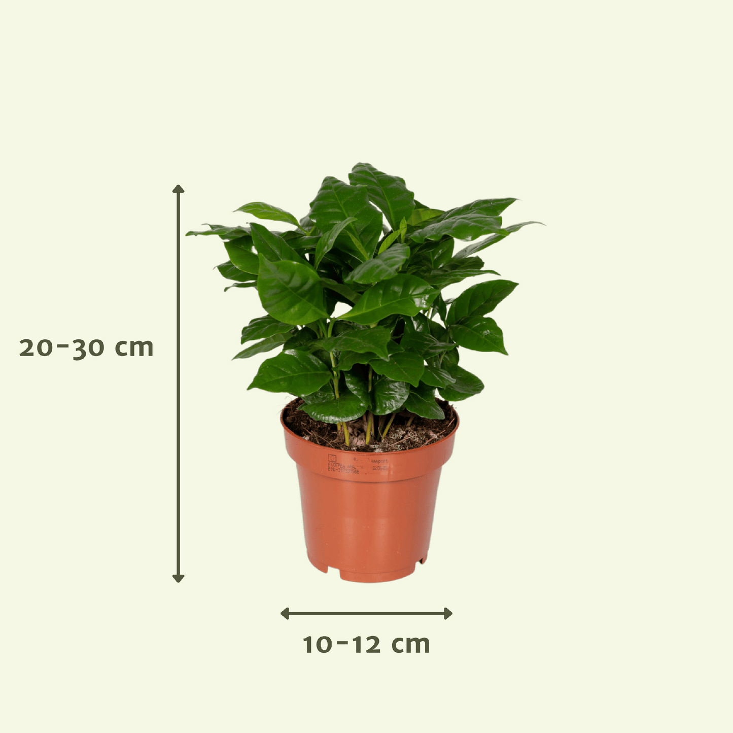 Verrassingsbox - ↕25cm - Ø12cm - x5
