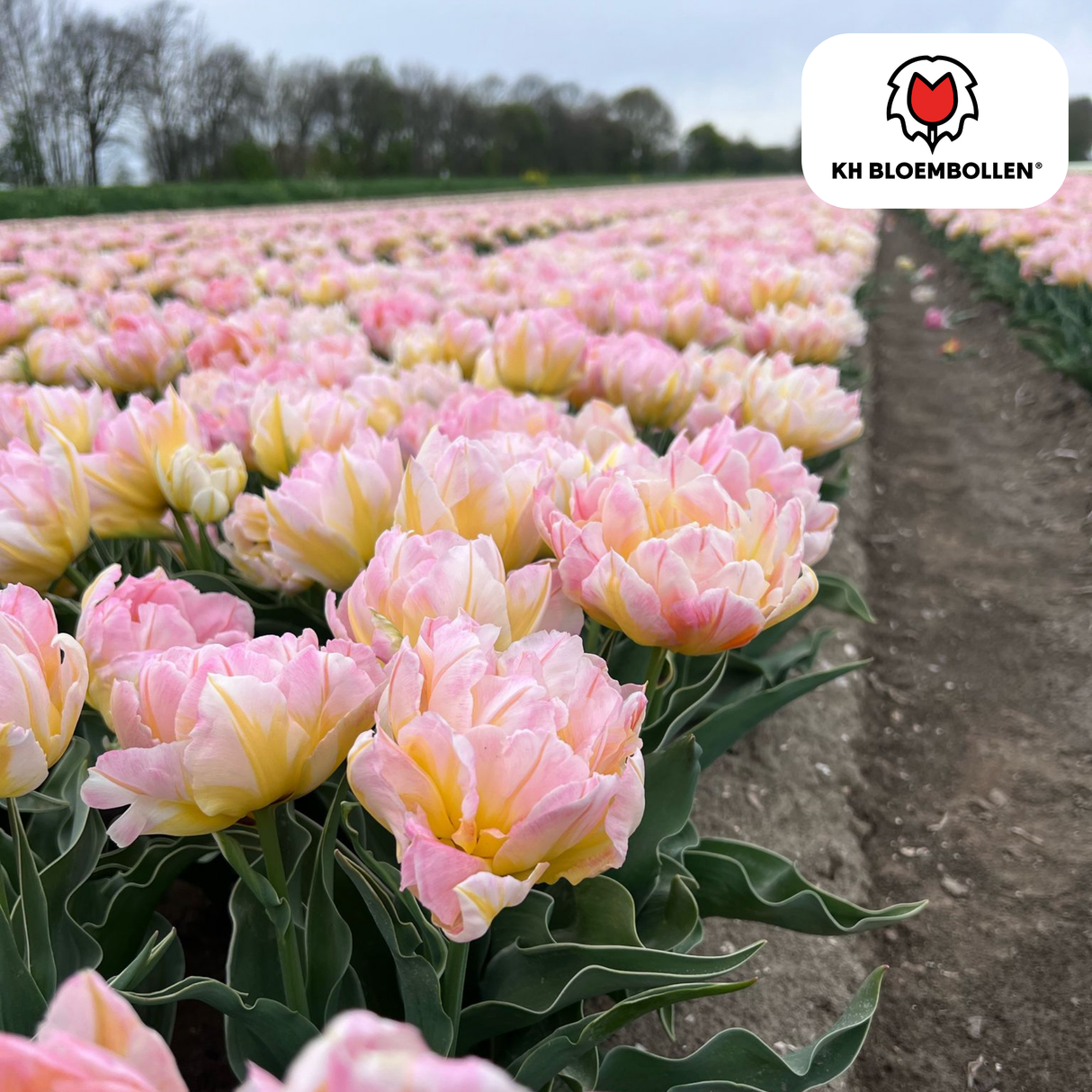 Bulbes de tulipes Password – 20 pièces | KH Bloembollen® | Tulipe rose à fleurs doubles – Pleine, douce et romantique – Pour jardin ou pot – Taille 11/12 – Frais du producteur
