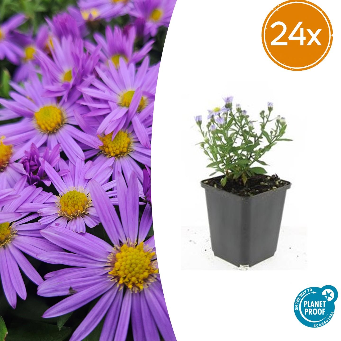 24x Aster (D) 'Prof. Anton Kippenberg' - ↕10-25cm - Ø9cm