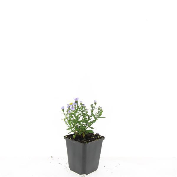 24x Aster (D) 'Prof. Anton Kippenberg' - ↕10-25cm - Ø9cm