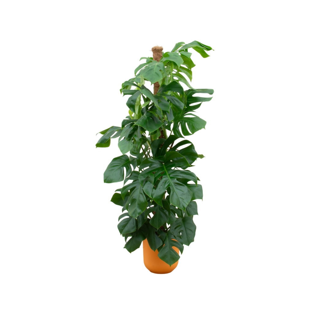 Monstera Pertusum + Pot Geel - ↕150cm - Ø26cm
