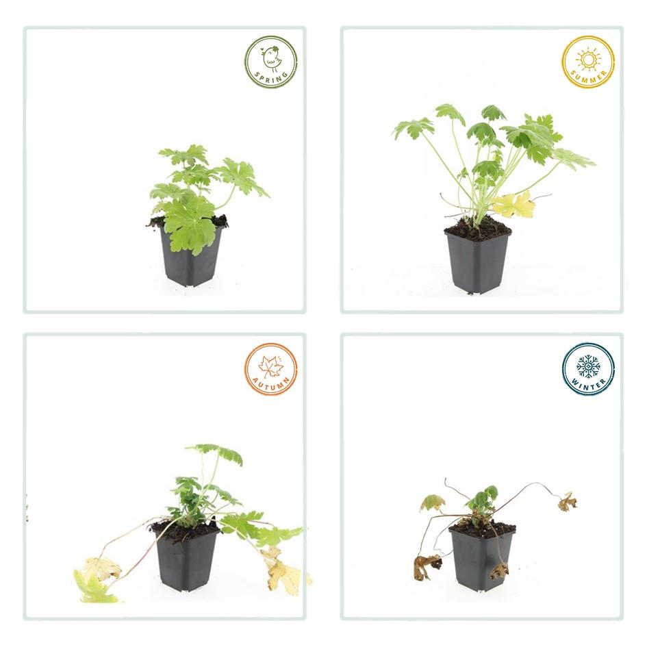24x Geranium macr. 'Spessart' - ↕10-25cm - Ø9cm