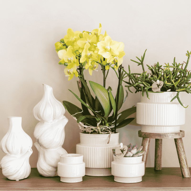 Kolibri Orchids | Gift Set Allure Wit - Oranje Phalaenopsis Orchidee Mineral Bolzano & Succulent