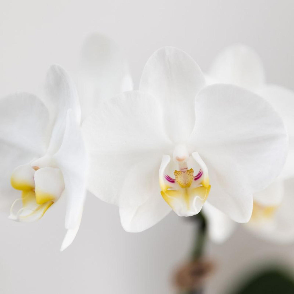 Kolibri Orchids | witte Phalaenopsis orchidee potmaat Ø9cm | Amabilis | bloeiende kamerplant - vers van de kweker