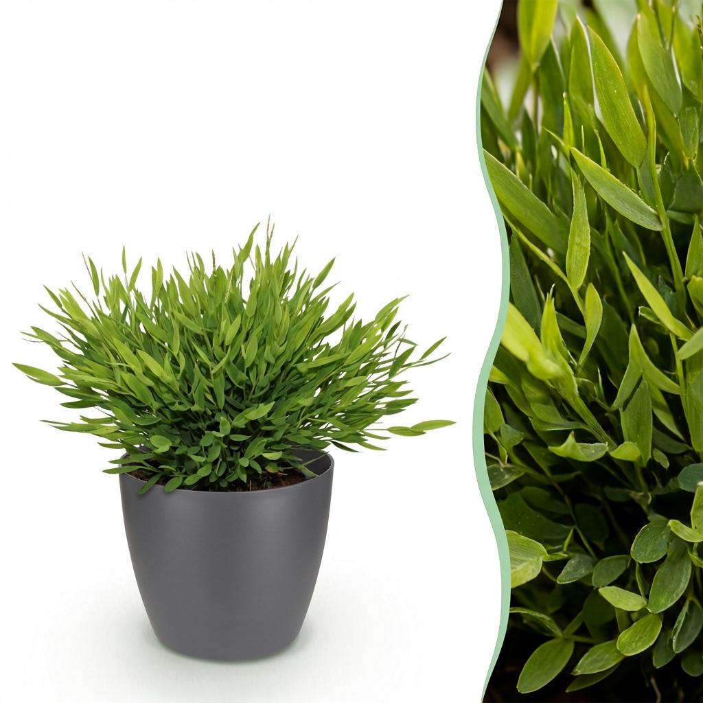 Bamusa Pogonatherum Monica - Bamboegras - Huisdiervriendelijke Plant - Groen - 1 Plant - met Potter Grijs - Pot 12cm - Hoogte 20cm