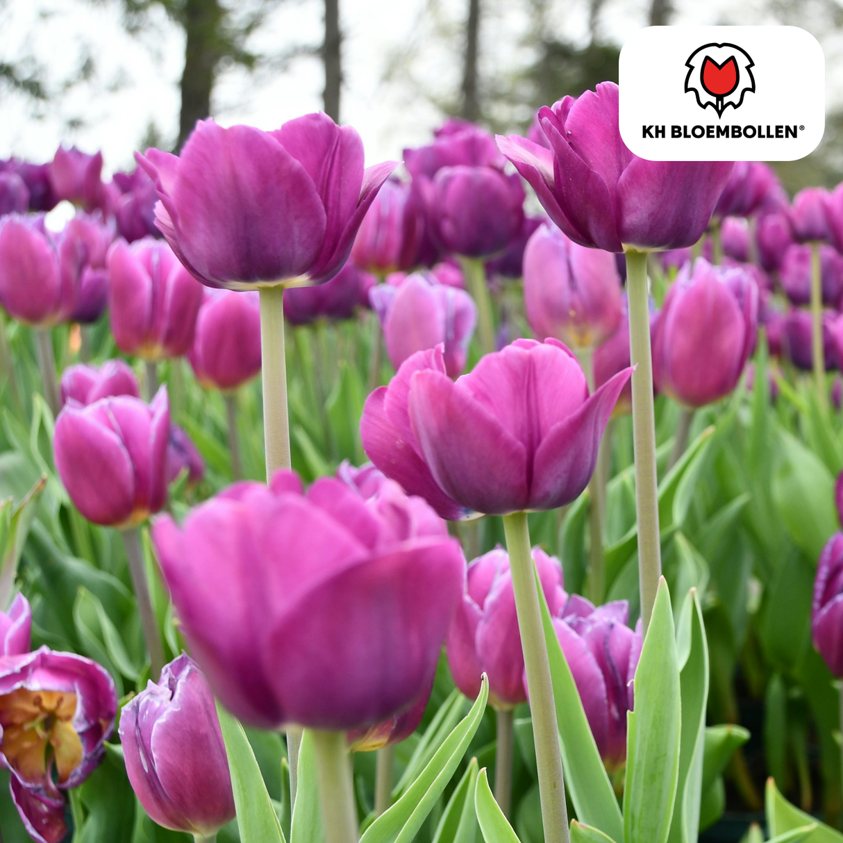 Tulpenzwiebeln Purple Prince – 20 Stück | KH Bloembollen® | Lila-Violette Tulpe – Kräftig & Königliche – Für Garten oder Topf – Größe 11/12 – Frisch vom Züchter