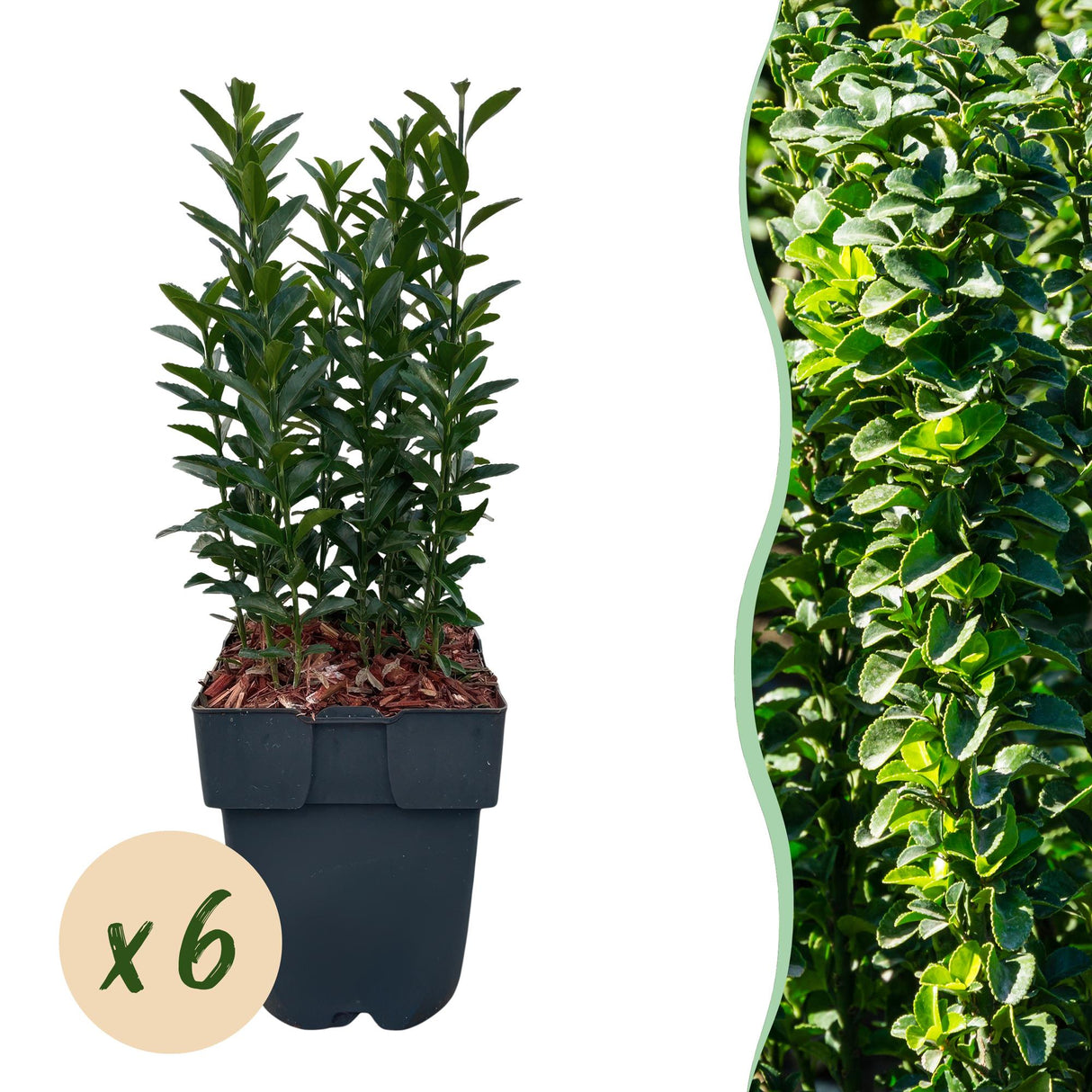 Green boutiQ - Haagplanten - Euonymus japonica Green Spire - blad groen - 6 planten - 1 strekkende meter - groenblijvend - pot 17cm hoogte 40cm