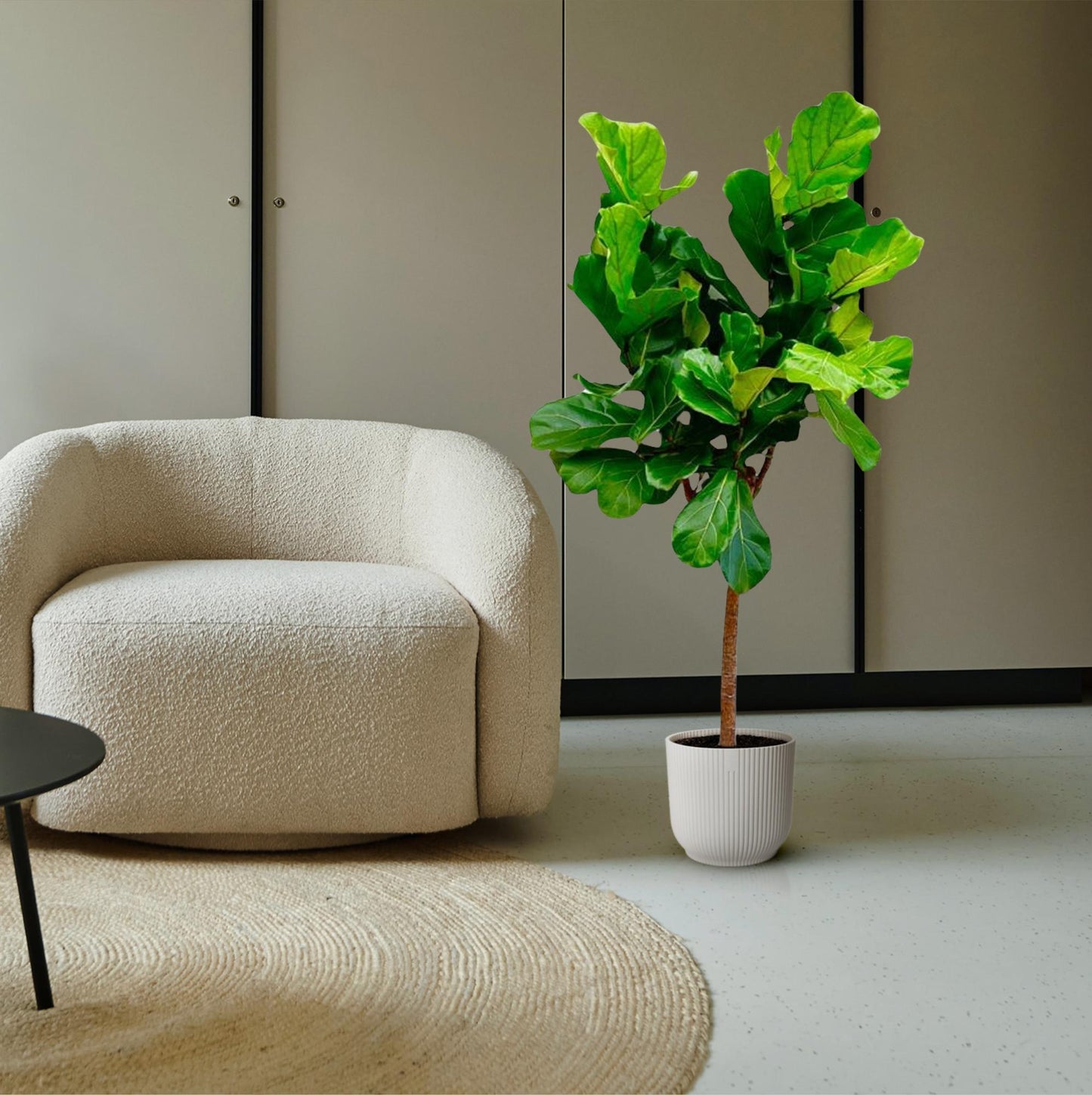 Ficus Lyrata boom - 150 cm - ø30