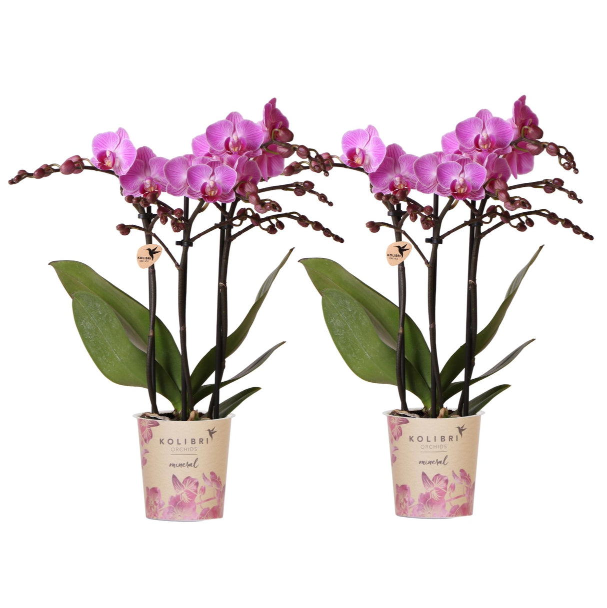 Kolibri Orchids | OFFRE COMBO de 2 orchidées Phalaenopsis - Vienna - pot Ø9cm | plante d'intérieur en fleurs - fraîchement cueillie chez le producteur