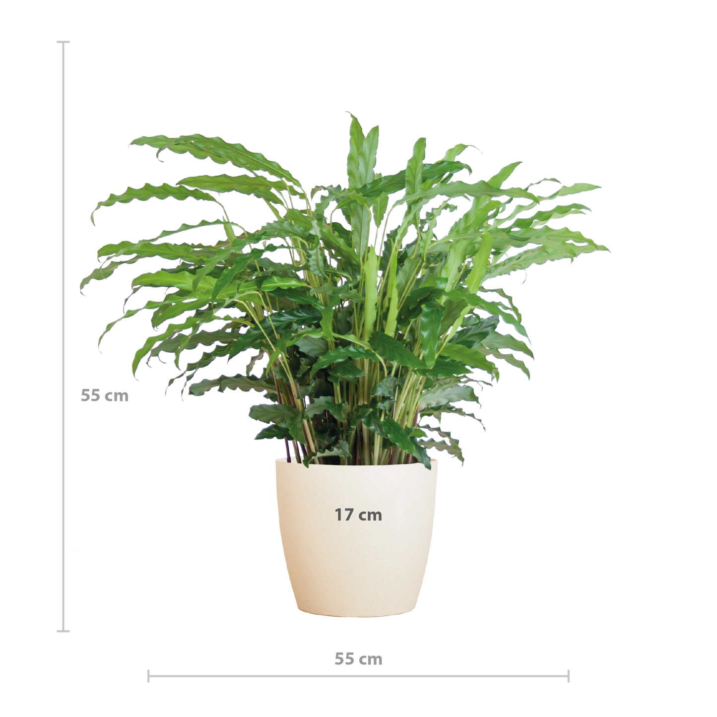 Calathea Rufibarba met Viber wit - 55cm - Ø17
