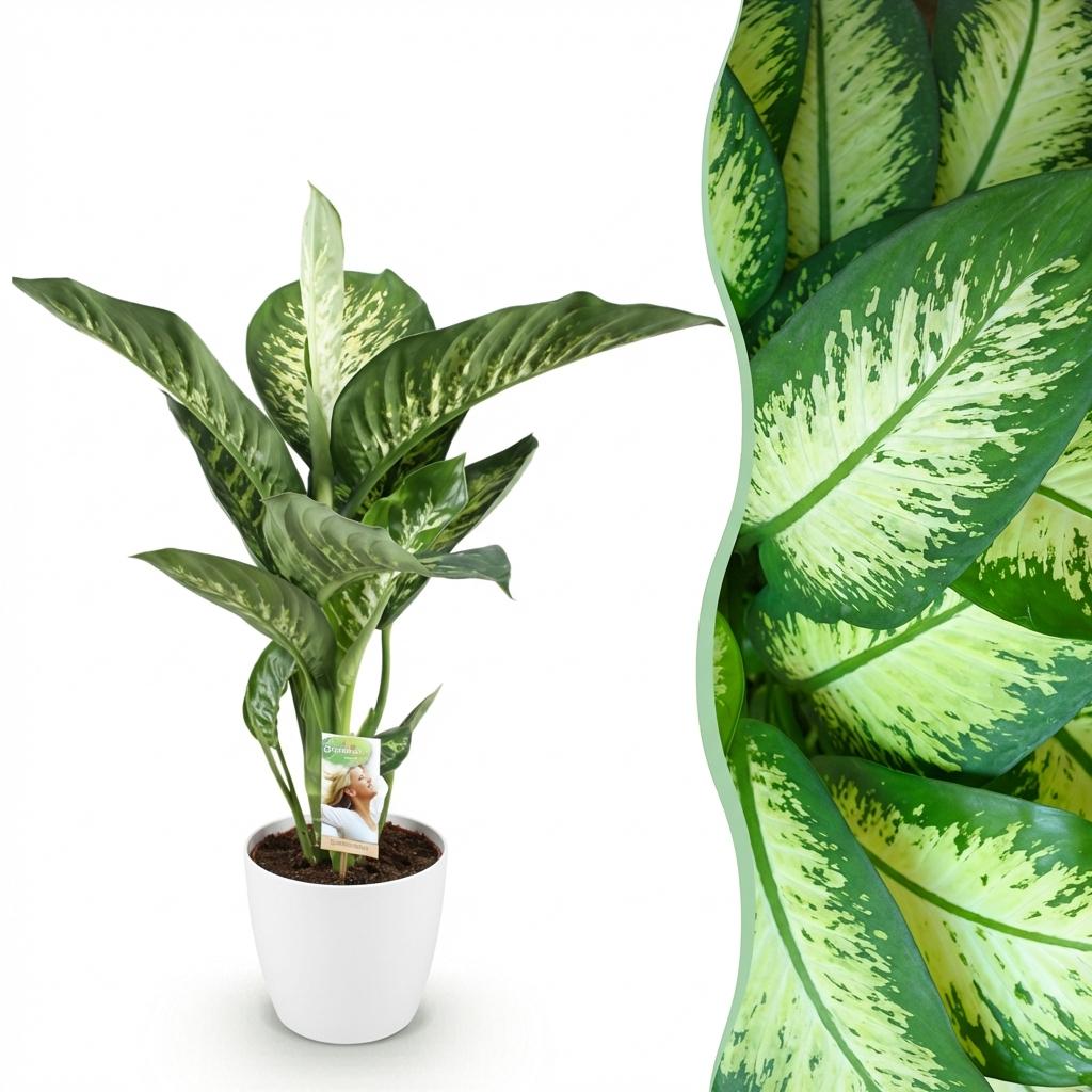 Diefenbachia Tropic Snow - Dieffenbachia - Weinig onderhoud - Groen - 1 Plant - met Potter Wit - Pot 21cm - Hoogte 90-100cm