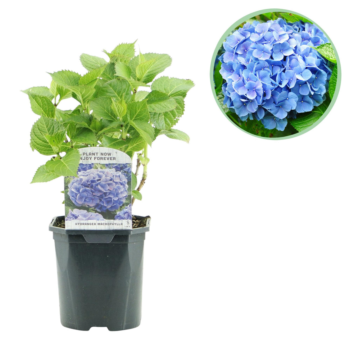 Hortensia / Hydrangea macrophylla Blue - Bloem Blauw - 1 Plant - Bladverliezend - Weinig Onderhoud - Pot 17cm Hoogte 30cm