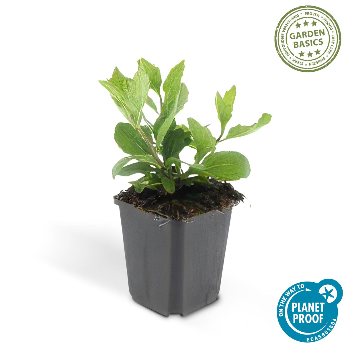 48x Aster ageratoides 'Asran' - ↕10-25cm - Ø9cm