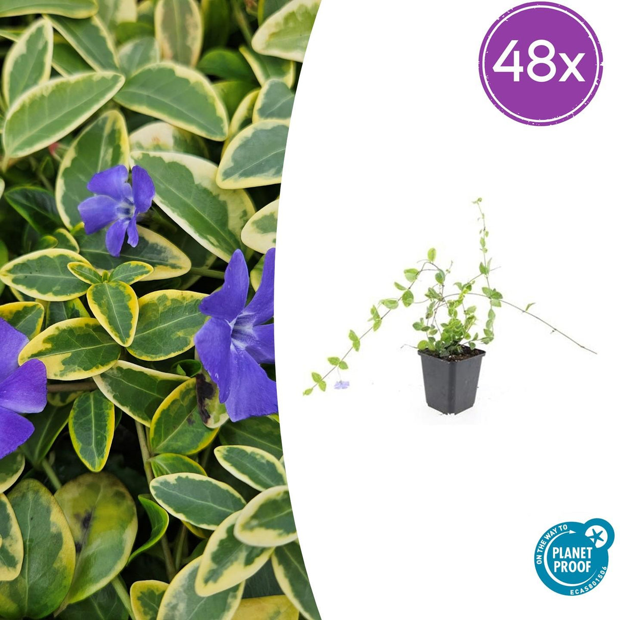 48x Vinca minor 'Blue and Gold' - ↕10-25cm - Ø9cm