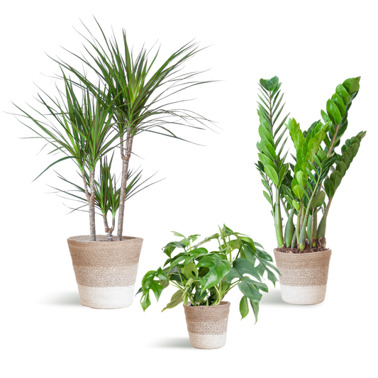Schaduw Plantenset - incl. manden