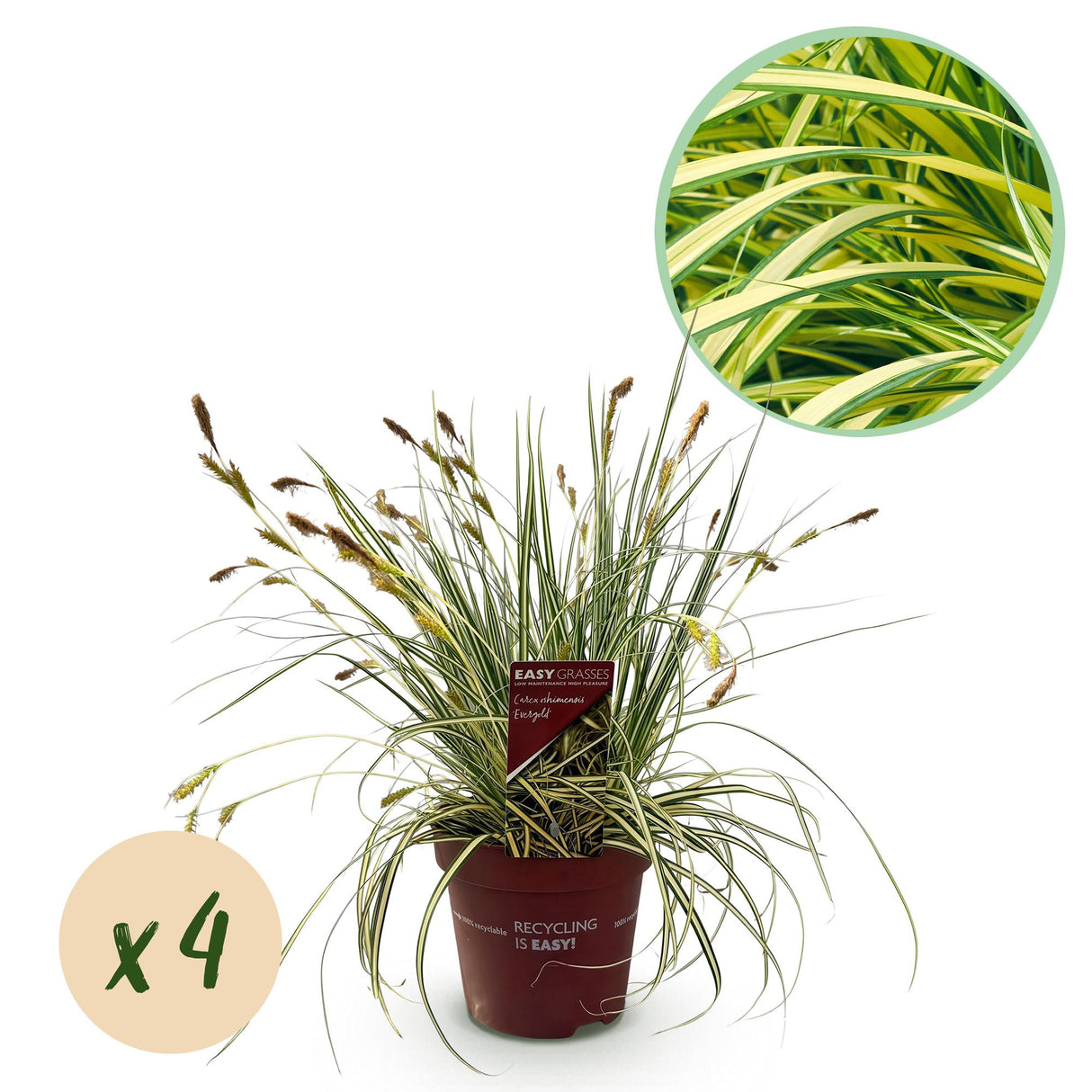Siergrassen - Carex oshimensis Evergold - Geel & Groen - 4 Planten - Bladhoudend - Weinig Onderhoud - Pot 17cm Hoogte 50cm