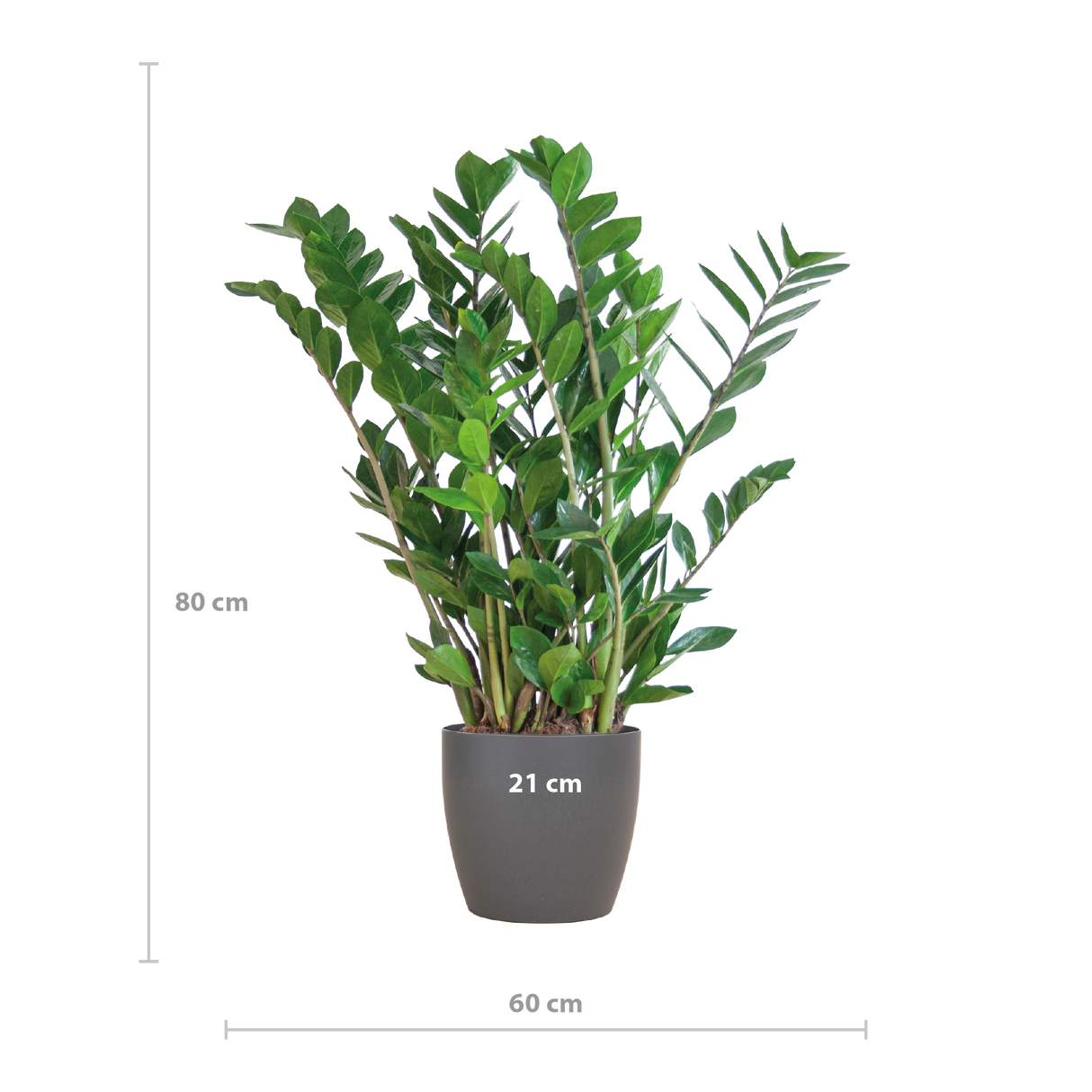 Zamioculcas Zamiifolia avec pot Viber gris - 80cm - Ø21