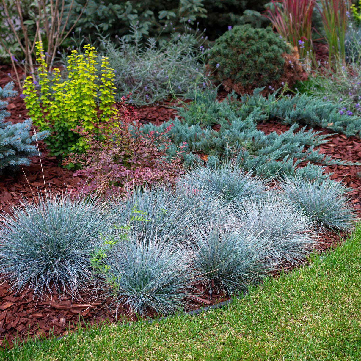 Siergrassen - Festuca glauca Intense Blue - Blauw - 4 Planten - Bladhoudend - Weinig Onderhoud - Pot 17cm Hoogte 50cm