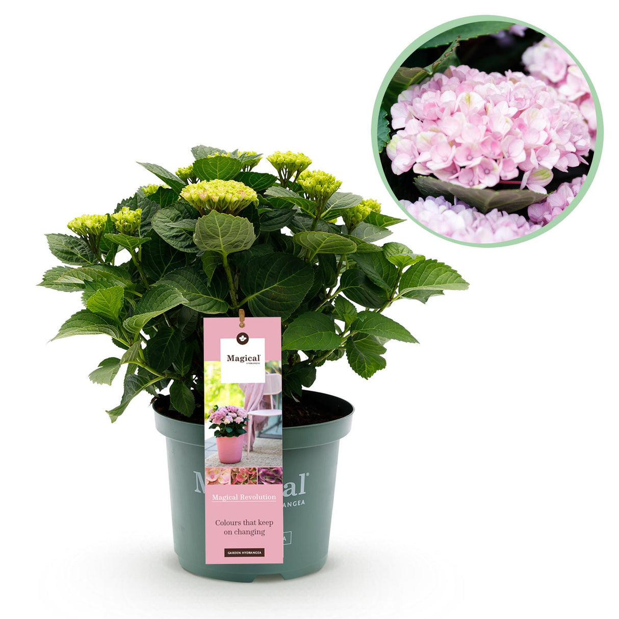 Hortensia - Hydrangea Magical Revolution Pink - Pink - 6-10 Bloemen - Pot 23cm Hoogte 55cm