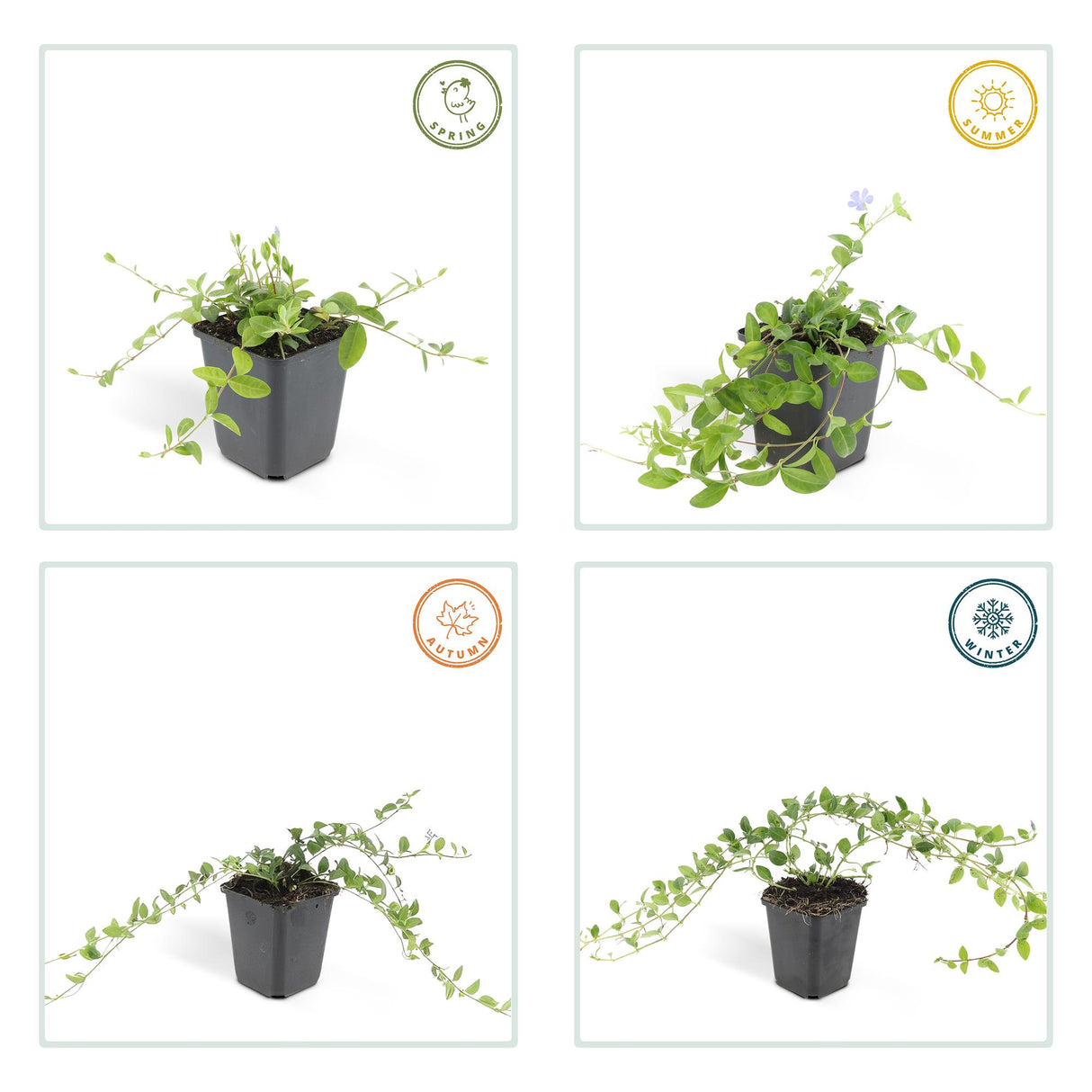 48x Vinca minor 'La Grave' - ↕10-25cm - Ø9cm