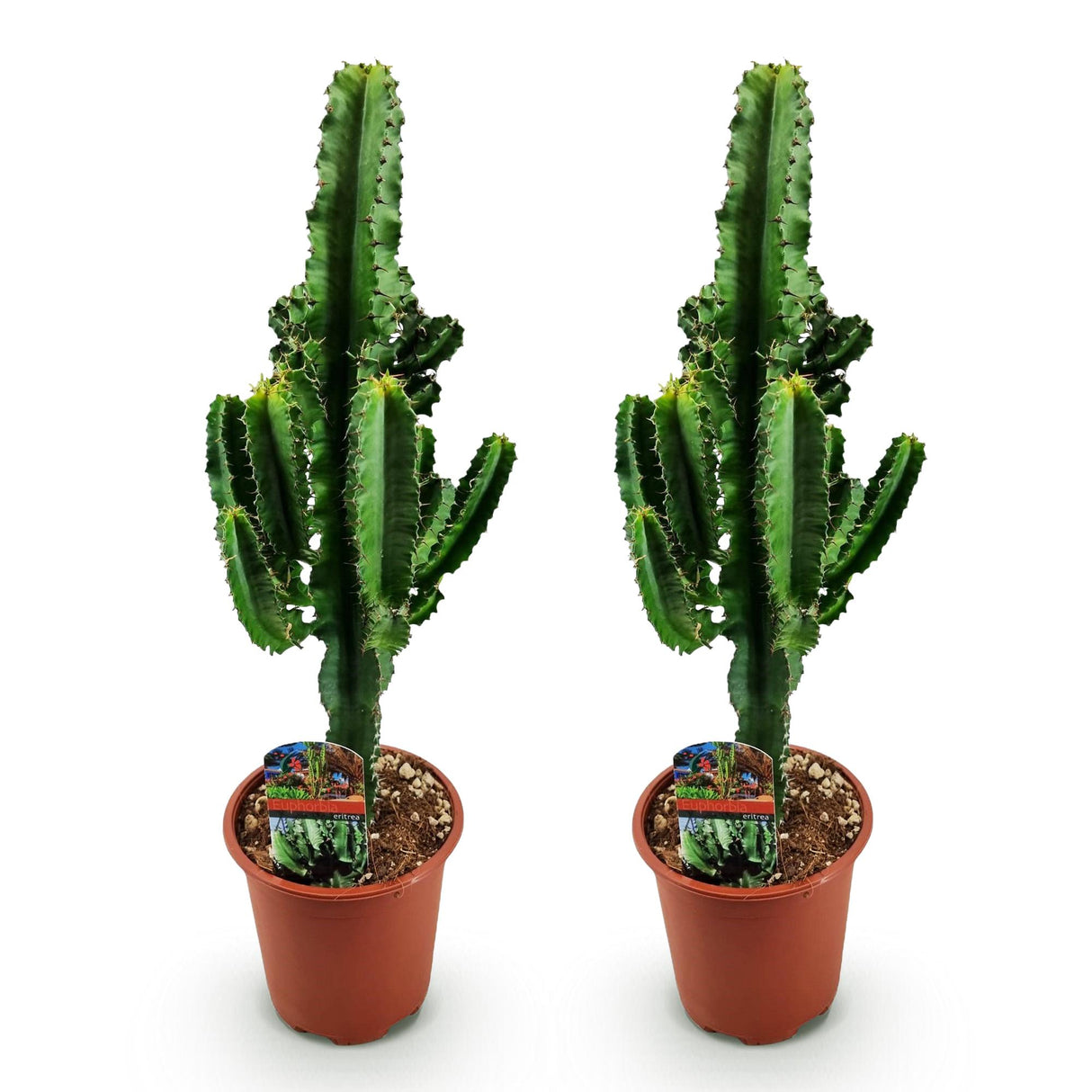 Green boutiQ - Kamerplant - Euphorbia eritrea - Afrikaanse melkboom - Weinig onderhoud - Groen - 2 - Pot 17cm - Hoogte 60cm