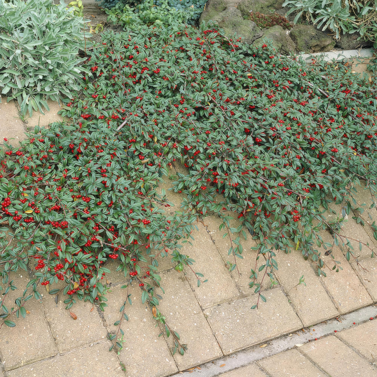 24x Cotoneaster dammeri - ↕10-25cm - Ø9cm