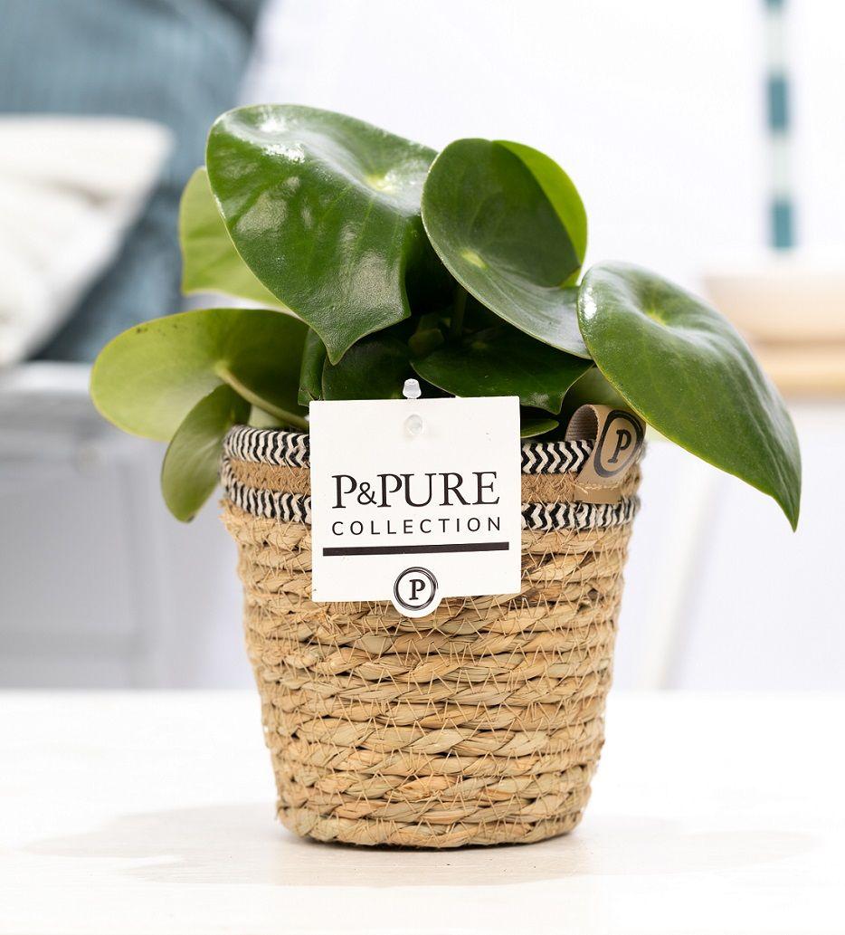 Peperomia Raindrop dans panier P&PURE - Ø12cm - ↕25cm