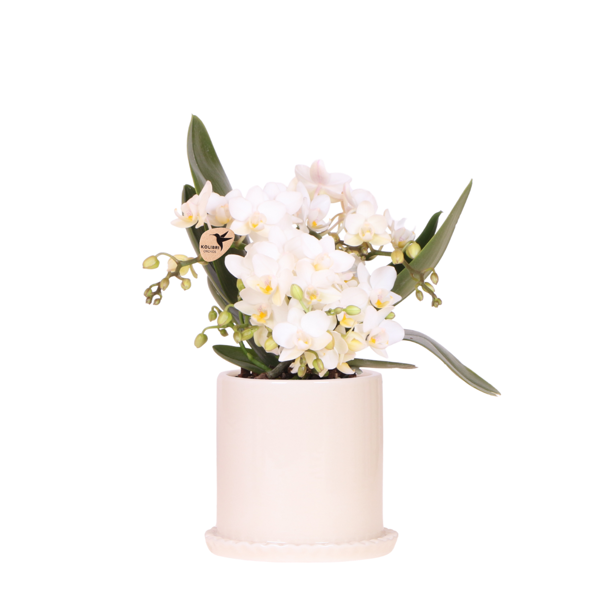 Kolibri Orchids | Witte Phalaenopsis Orchidee - Botanic Nazaré in Melody Sierpot - Ø9 cm