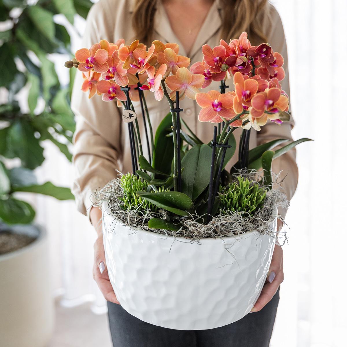 Kolibri Orchids | oranje plantenset in Honey dish incl. waterreservoir | drie oranje orchideeën Bolzano 9cm en drie groene planten | Jungle Bouquet oranje met zelfvoorzienend waterreservoir