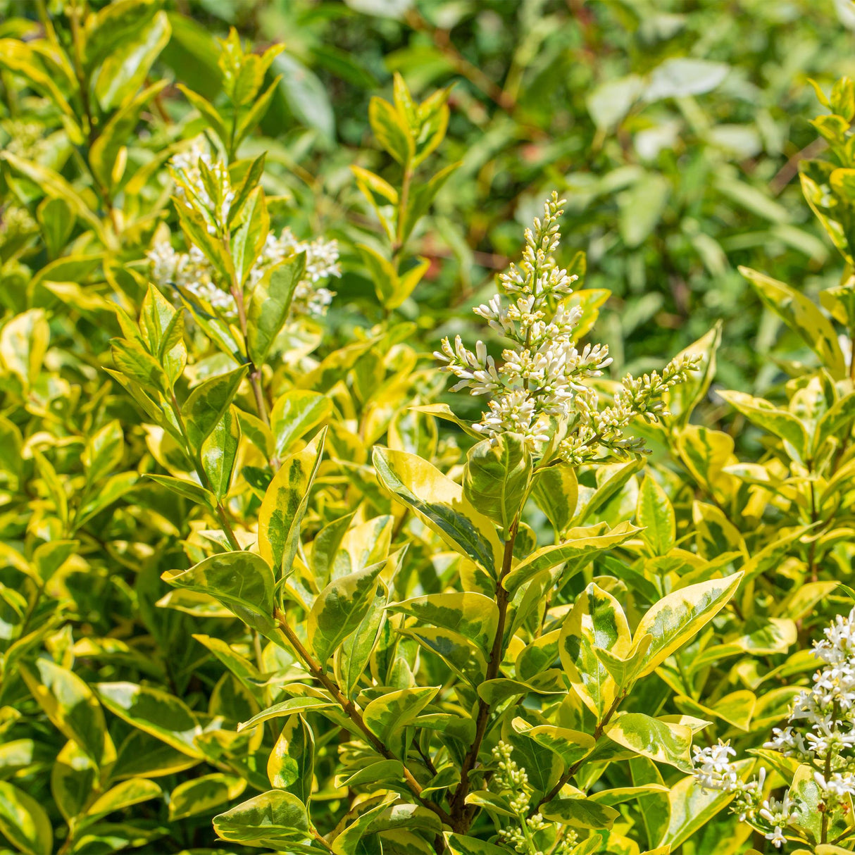 Green boutiQ - Haagplanten - Ligustrum ovalifolium Aureum - blad geel groen - 8 planten - 1 strekkende meter - groenblijvend - pot 9cm hoogte 35-40cm