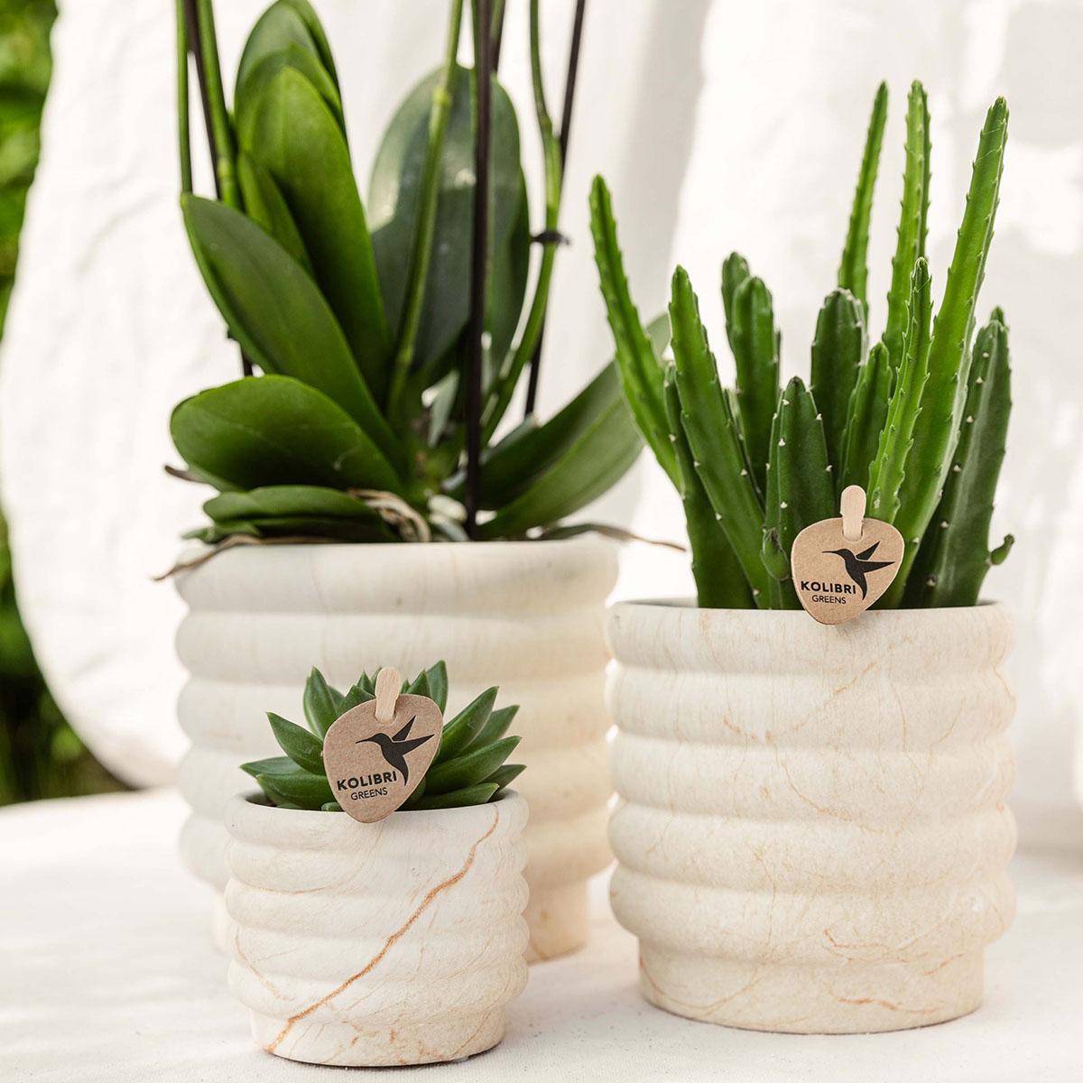 Kolibri Company | Plantenset Slow Living small | Witte Phalaenopsis Orchidee Lausanne en Succulent incl. keramieken sierpotten op wit organisch dienblad