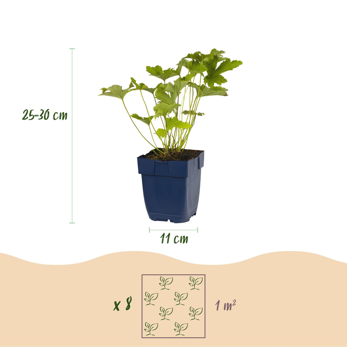 Borderpakket - Schaduw - 8 Vaste planten - 1 m2 - Diversen kleuren - Weinig Onderhoud - Pot 11cm
