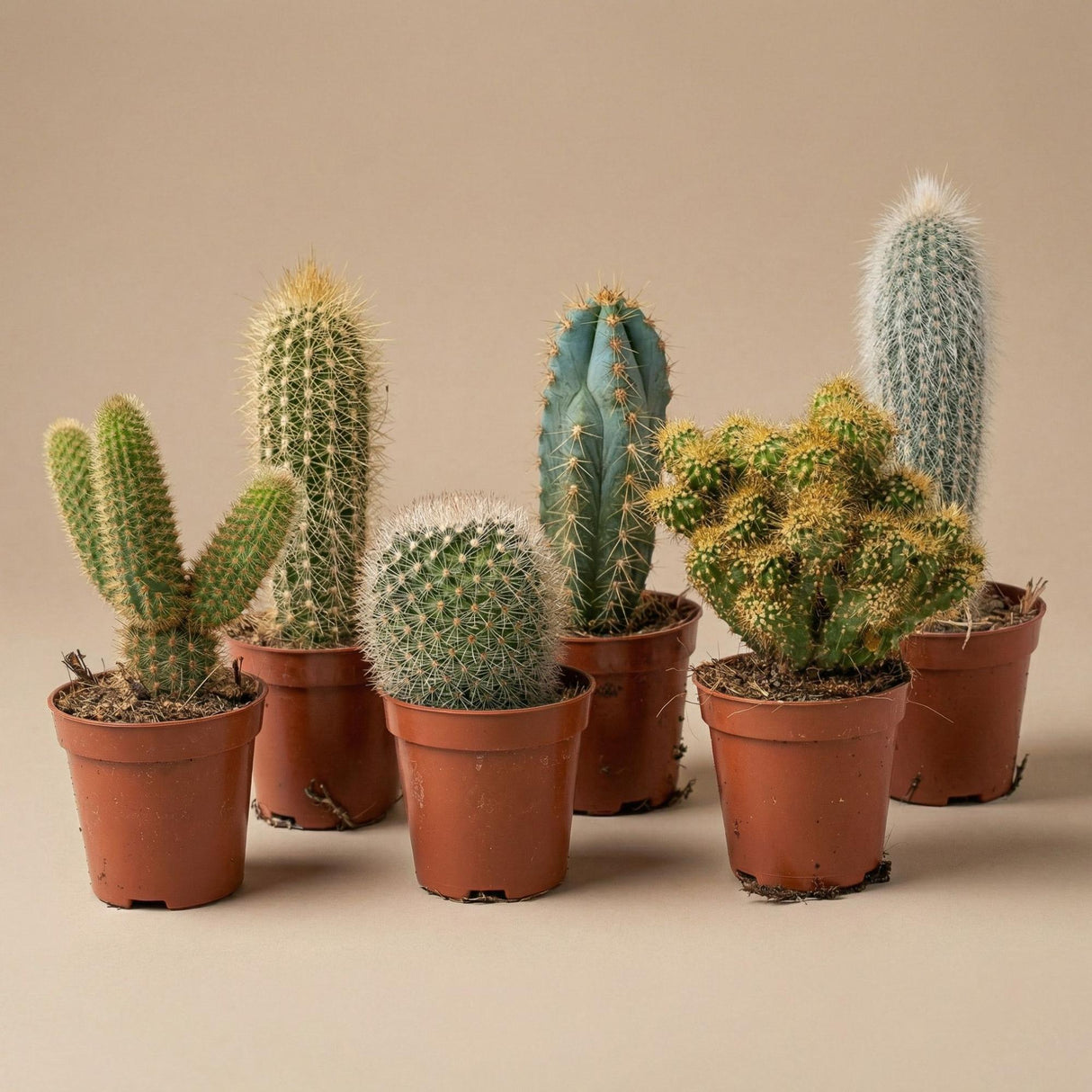 Cactus Set van 6 in Keramische Mini Potjes Madrid - ↑ 8–12 cm