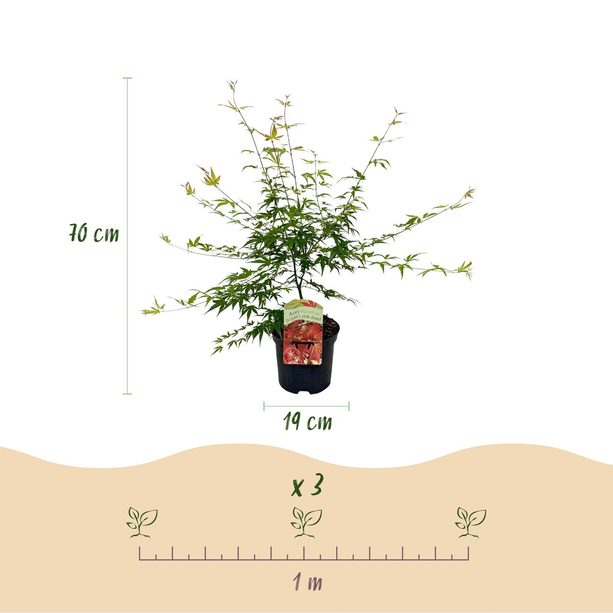 Green boutiQ - Terrasplant - Japanse Esdoorn - Acer palmatum Pink Dwarf - Roze - 2 Planten - Bladverliezend - Pot 19cm Hoogte 70cm