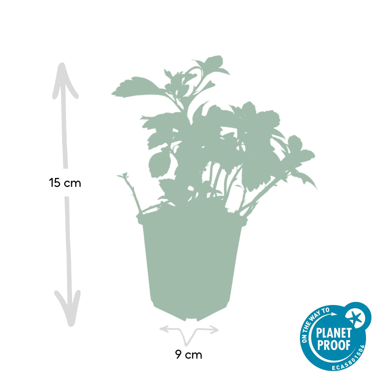 48x Pachysandra term. 'Green Carpet' - ↕10-25cm - Ø9cm