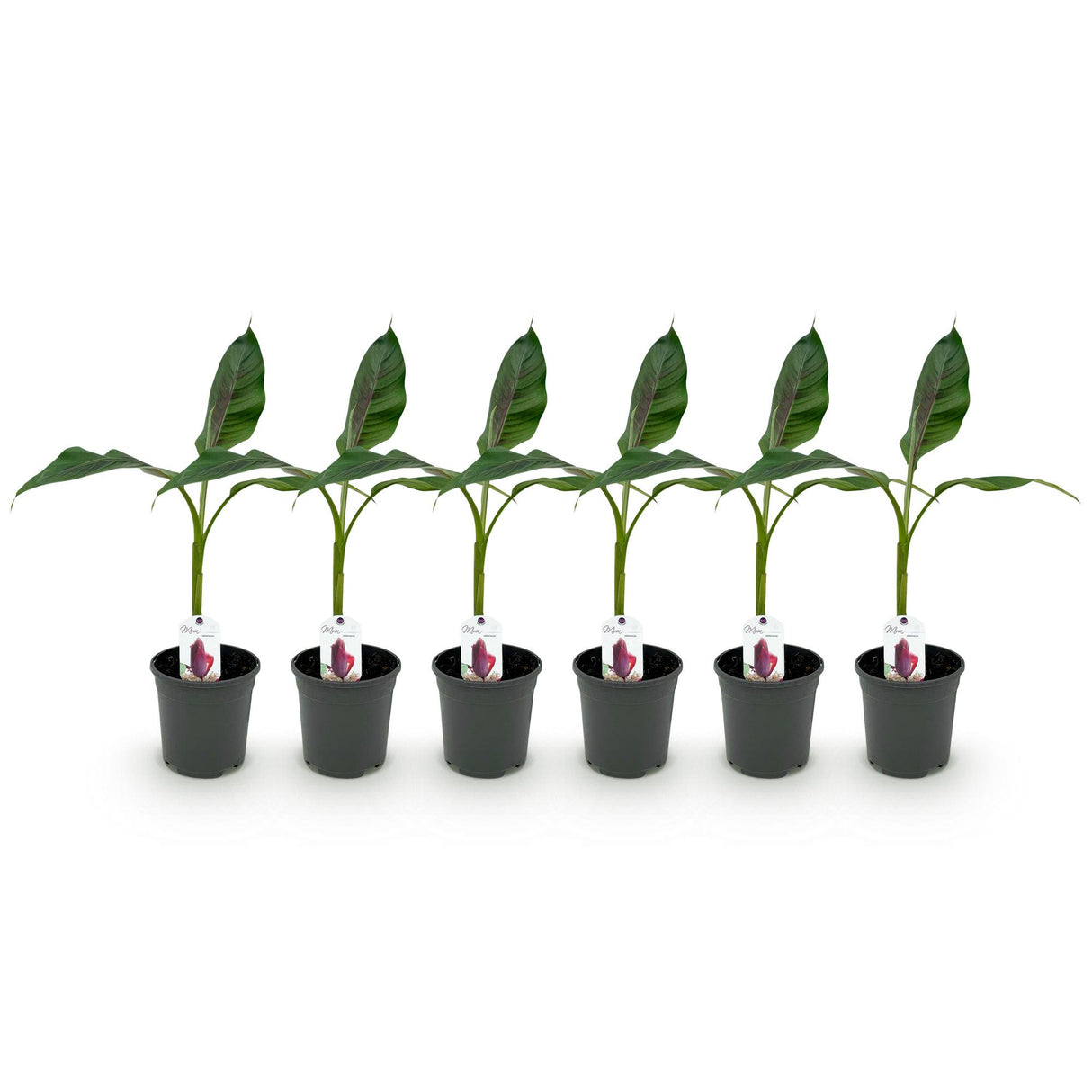 Green boutiQ - Fruitplant - Bananen plant - Musa sikkemensis Red Tiger - Winterhard - 6 planten - Pot 17cm Hoogte 40cm