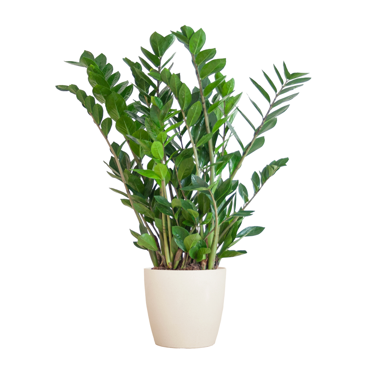 Zamioculcas Zamiifolia avec pot Viber blanc - 80cm - Ø21