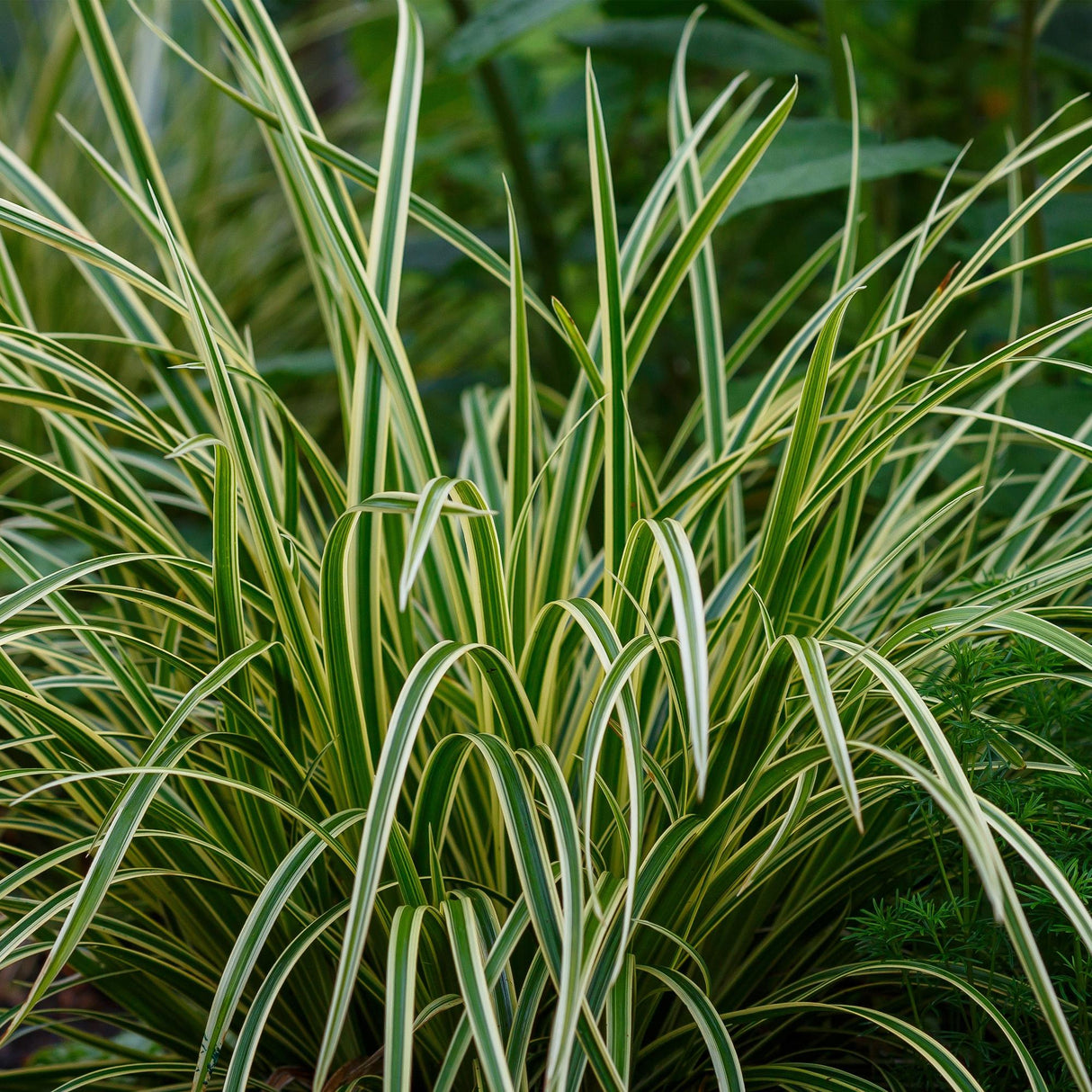 Green boutiQ - Siergrassen - Carex morrowii Ice Dance - Wit & Groen - 2 Planten - Bladhoudend - Weinig Onderhoud - Pot 17cm Hoogte 50cm