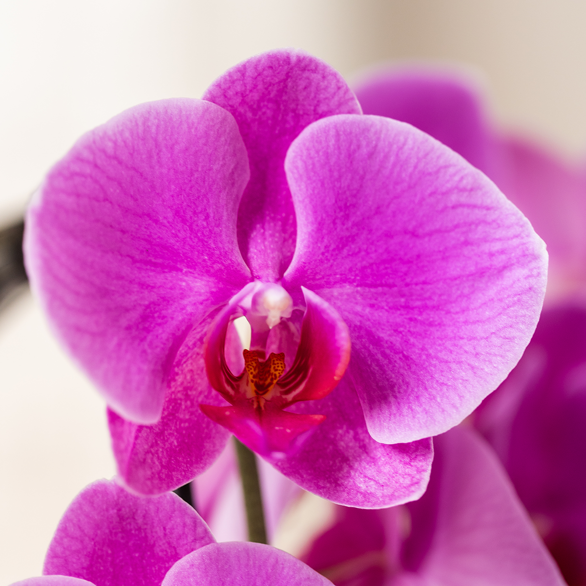 Kolibri Orchids | Paarse phalaenopsis orchidee potmaat Ø12cm | Freeride | bloeiende kamerplant - vers van de kweker